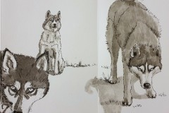 48892224388_dff533954a_c