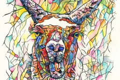 Lama