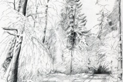 Winterwald